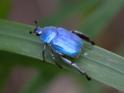 Hoplia caerulea.jpg